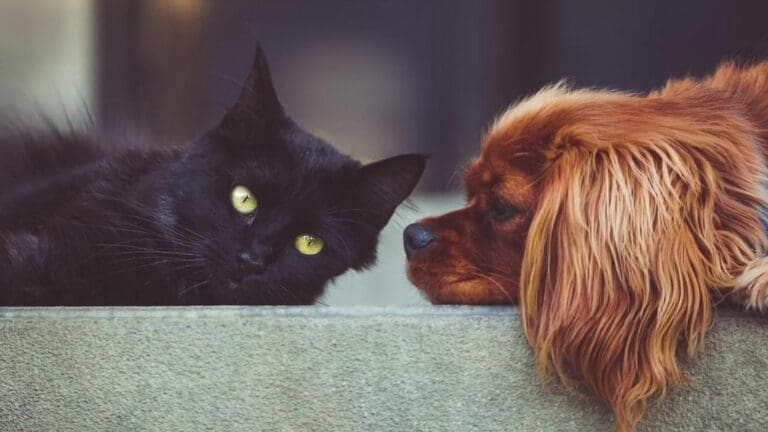 Dan a conocer la plataforma para registro de mascotas en Cancún; aún no está activa