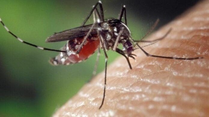 Siguen casos de dengue en Q. Roo, pero se ha desacelerado el incremento: Flavio Carlos