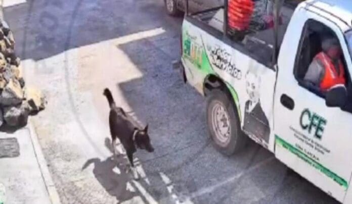 VIDEO: Empleados de CFE golpean con varilla a perrito, los graban y exigen castigo