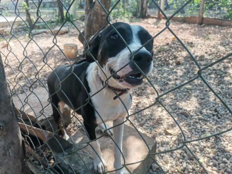 Proponen multas de hasta 50 mil pesos por maltrato animal en Tulum