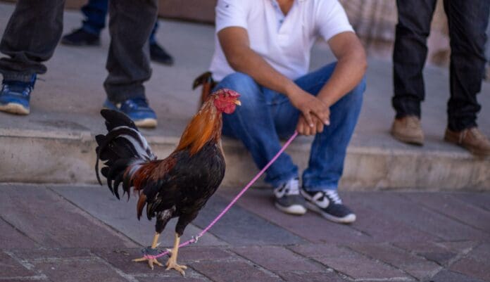 Manifestantes piden no prohibir las peleas de gallos en CDMX: 