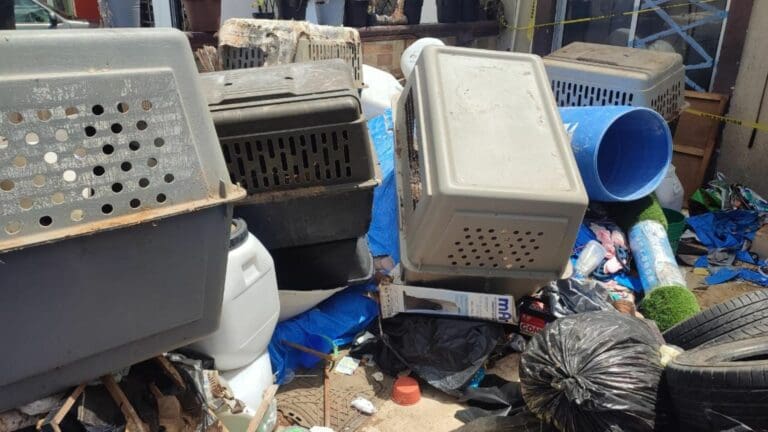 Hasta 23 perros fueron localizados sin vida en un supuesto refugio animal. Al menos cinco pudieron ser rescatados.