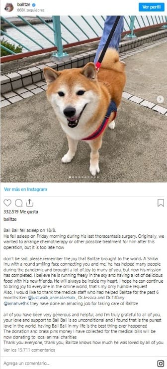 Murió Cheems, el perro que se volvió meme y se hizo viral