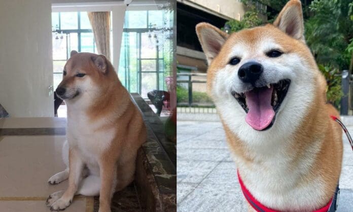 Murió Cheems, el perro que se volvió meme y se hizo viral