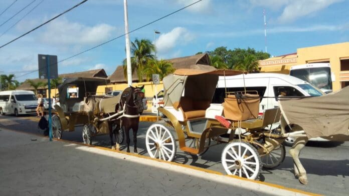 Tras tres meses paradas, reanudan labores calesas de Cozumel gracias Tras tres meses paradas, reanudan labores calesas de Cozumel gracias a amparo federal