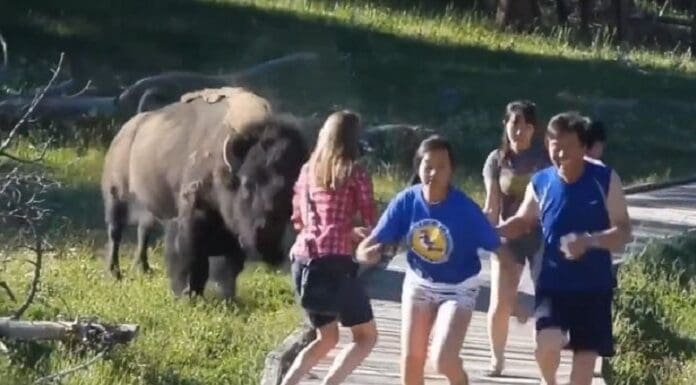 Ataque de bisonte hace correr a un grupo de turistas en un parque de Estados Unidos