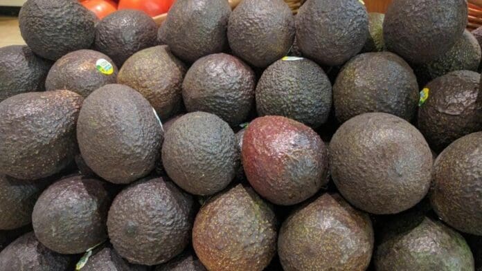 Aguacate Hass ya llegó a 130 pesos el kilo en Playa del Carmen