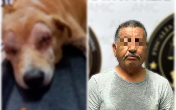 Detienen a hombre que dejó ciego a un perro en Sonora