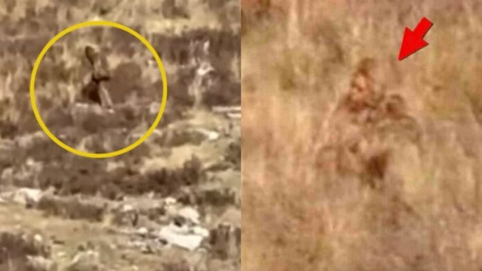 Extraña criatura fue captada en video en bosque de Colorado, Estados Unidos