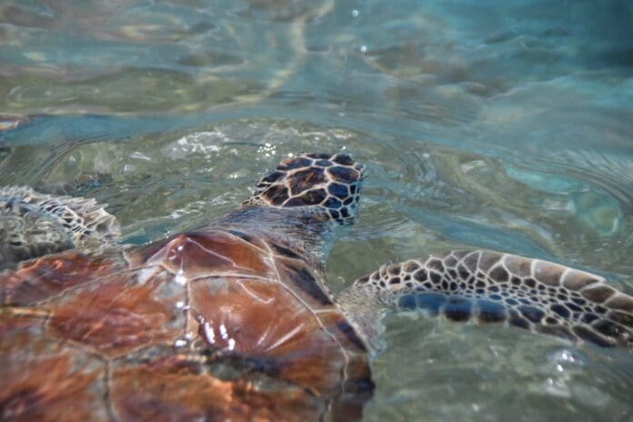 Pese a que la temporada de anidación de tortugas ya concluyó, algunas siguen llegando a las costas de Playa del Carmen.