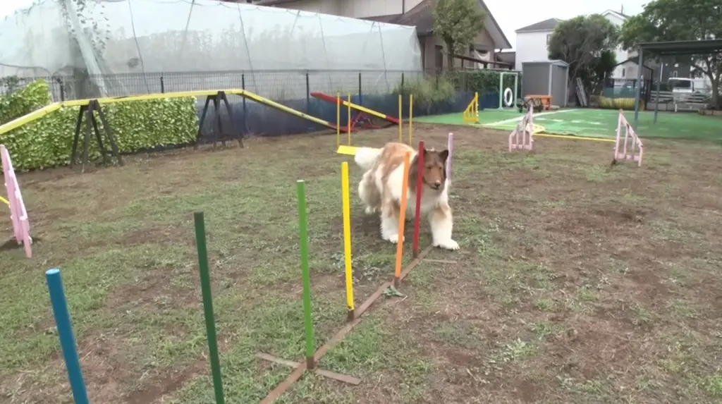 ¿Se acuerdan del hombre que se "convirtió" en perro? Pues ya hasta toma entrenamiento canino