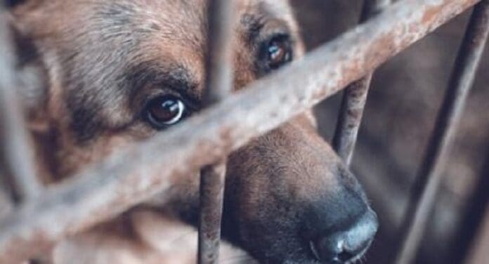Hombre pelea con su vecino y mata a su perrito en CDMX