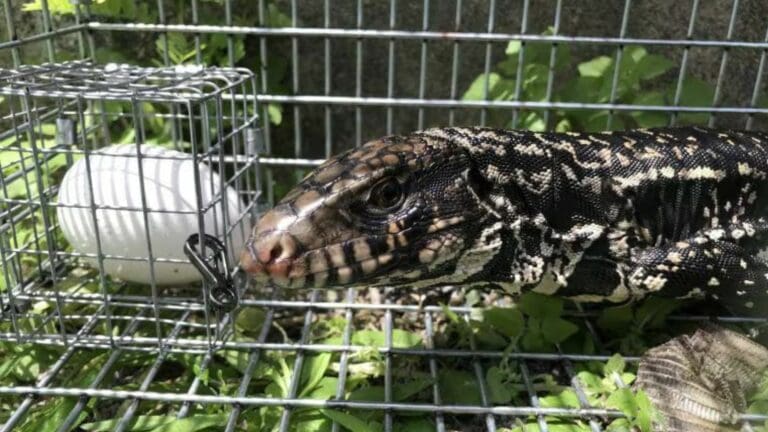 Universidad de Florida emplea Inteligencia Artificial para atrapar especies invasoras Universidad de Florida emplea Inteligencia Artificial para atrapar especies invasoras