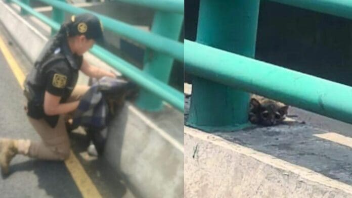 VIDEO Rescatan a cacomixtle herido en el segundo piso del periférico de la alcaldía Álvaro Obregón, CDMX