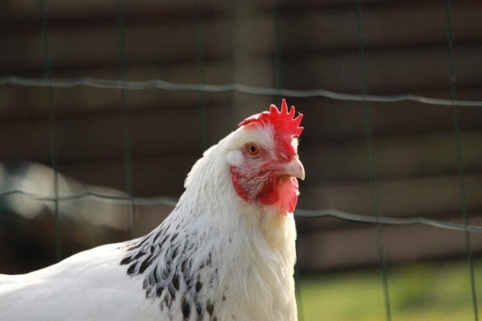 Activistas exigen sanción contra legislador que promovió sacrificio de gallina en el Senado