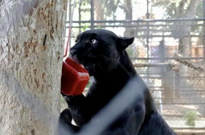Zoológico en Mérida ofrece paletas de hielo a sus animales para paliar las altas temperaturas