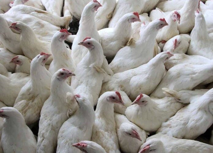 Reportan muerte de dos mil gallinas por golpe de calor en Yucatán