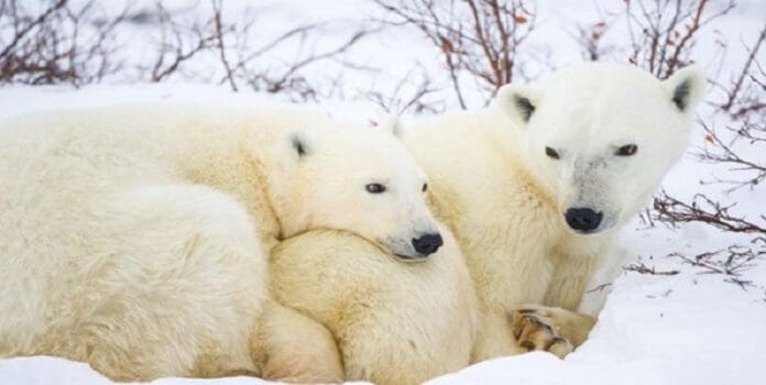 La desaparición de los osos polares en la costa del Ártico canadiense podría ocurrir antes del 2030