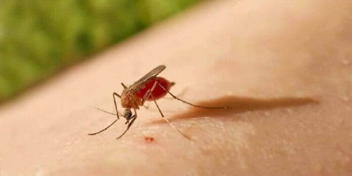 Video: Expansión del peligroso virus Oropouche pone en alerta máxima a América Latina