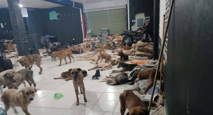 Video: Ponen a salvo a los perritos del refugio Cachorrilandia durante el paso de 