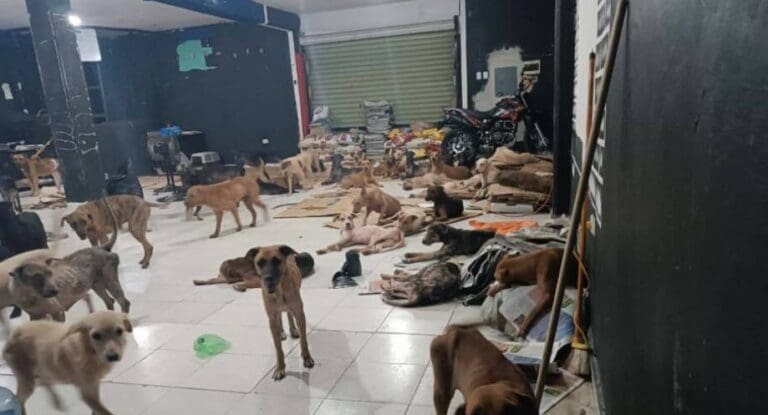 Video: Ponen a salvo a los perritos del refugio Cachorrilandia durante el paso de "Beryl"