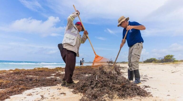 Se ha anunciado la realización de un foro en Cancún a fin de buscar alternativas para el aprovechamiento del sargazo.
