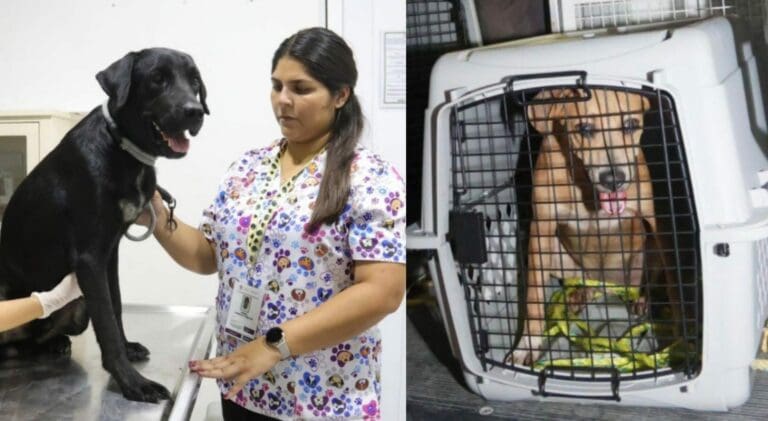 Las autoridades rescataron a dos perritos que eran víctimas de maltrato animal en Cancún y cuyo caso se difundió en redes.