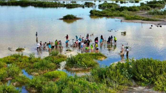 El gobierno de Quintana Roo conmemora el Día Internacional de la Conservación de los Manglares en Cozumel y Cancún.