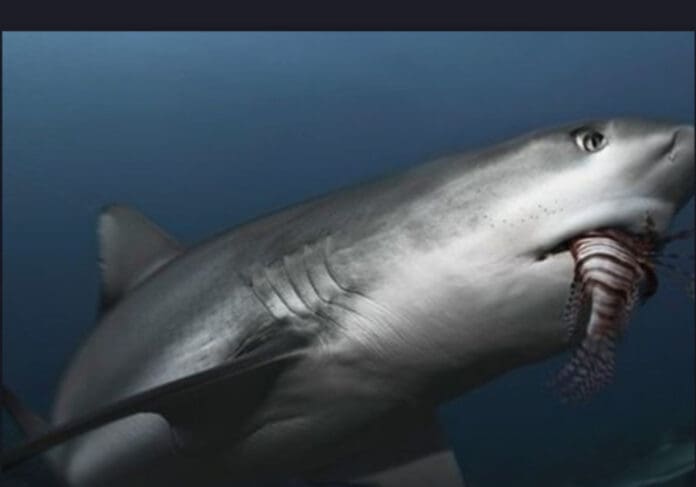 Video: Tiburón se come un pez enorme que acababan de atrapar dos pescadores en Rusia
