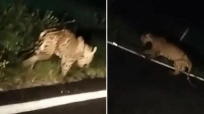 Rescatan a jaguar que deambulaba por la carretera en Hidalgo