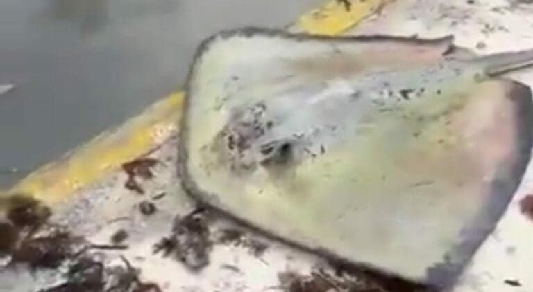 Una mantarraya fue captada fuera del mar en Cancún luego del paso de la tormenta tropical "Helene" por las costas de la entidad.