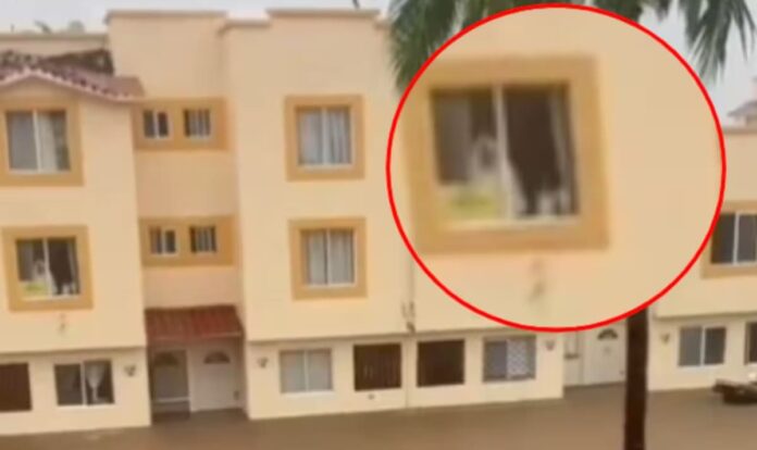 VIRAL: Capta supuesto fantasma mientras grababa un video del desastre en Acapulco