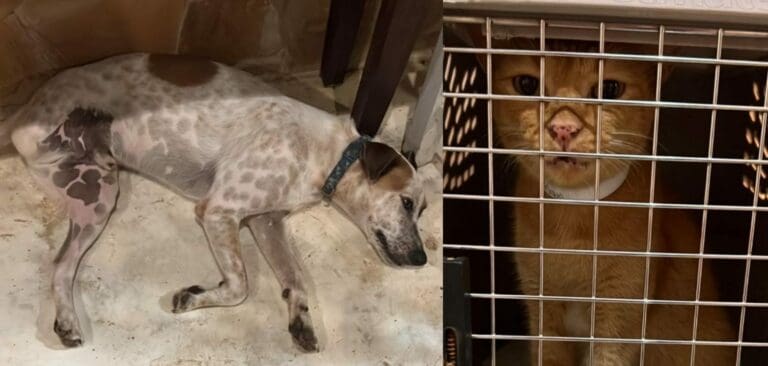 Reubican a 60 cachorros en el refugio para mascotas de Cancún por el huracán "Milton"