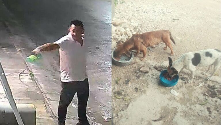 Intentan quemar casa de rescatista en Cancún con ella y sus perritos adentro, autoridades ignoran sus denuncias