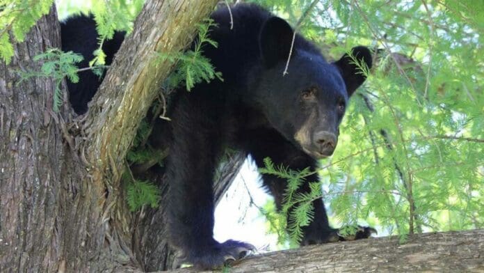 Video: Oso ataca a mujer en restaurante de hotel en Nuevo León