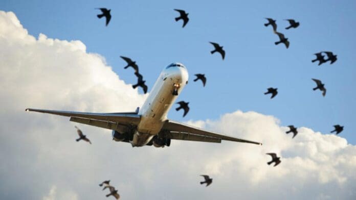 Video: Avión impacta a parvada de aves antes de aterrizar en el aeropuerto de China