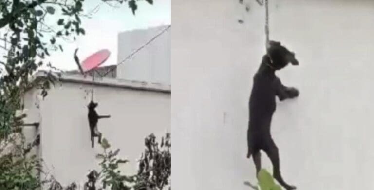 Se dio a conocer un caso de presunto maltrato animal en Cancún. Un perrito perdió la vida tras quedar colgado en un edificio.