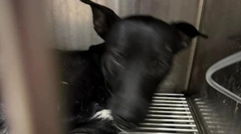 Los ciudadanos de Cancún y no las autoridades rescataron a un perrito arrojado de un tercer piso, ya lo atiende un veterinario.