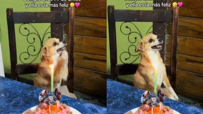 Video: Perro baila mientras sus dueños le cantan “Cumpleaños Feliz” en versión “ladrido” Video: Perro baila mientras sus dueños le cantan “Cumpleaños Feliz” en versión “ladrido”