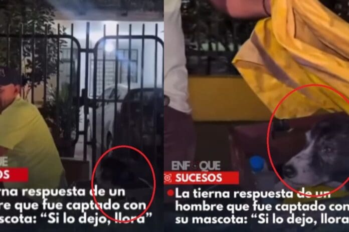 hombre enternece al llevar a su perro de 16 años