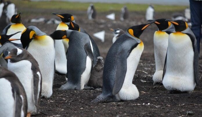 Pingüinos, focas y aves marinas tendrán que 