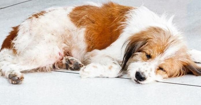 foto de perrita
