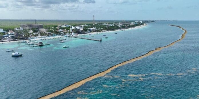 Realizan investigación de alto nivel en Quintana Roo para la atención del sargazo. Se busca aprovechar la macroalga.