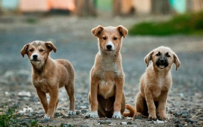 Rescatan a tres perritos víctimas de maltrato animal en Tijuana, Baja California