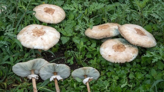 hongos venenosos