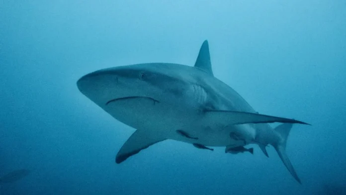 tiburón en Australia
