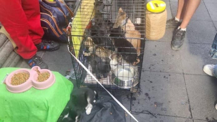 Video: Rescatan a perros y gatos que eran cambiados por 