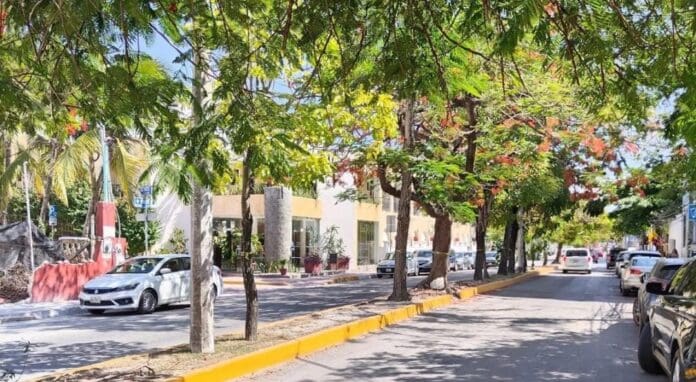 No caigas en fake news; la avenida 10 tendrá más árboles, aseguró la presidenta municipal, Estefanía Mercado.