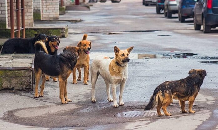 Rescatan a 11 perritos víctimas de maltrato animal en Edomex Rescatan a 11 perritos víctimas de maltrato en Edomex