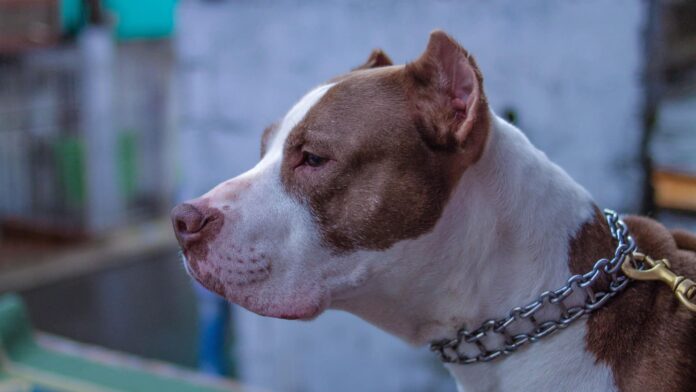 Video: Pitbull ataca a dos niñas y sus madres mientras esperaban el transporte escolar en Brasil
